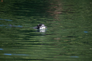 swimming dog