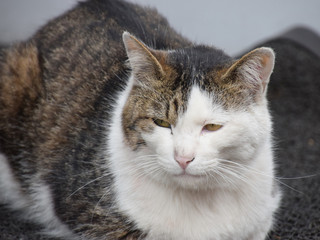 Naklejka na ściany i meble close up portrait of a Stray cat / 野良猫（ボス猫）の近接ショット