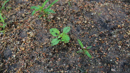 plant growing in soil