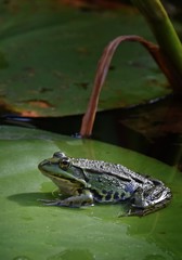 Frosch auf einem Seerosenblatt im Teich