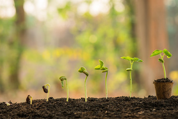 plant growing in morning light green nature bokeh background, new life, business financial progress cultivation. agriculture, horticulture. plant growth evolution from seed to sapling, ecology concept