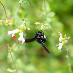 blue-black carpenter bee