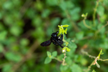 blue-black carpenter bee