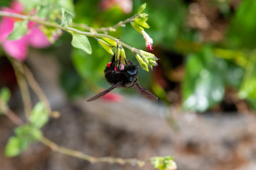 blue-black carpenter bee