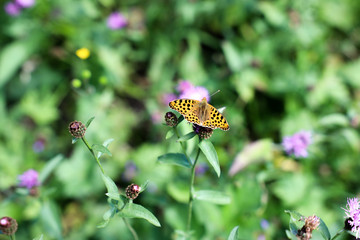 Orangener Schmetterling auf Blüte in der Sonne