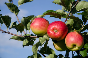 Apple branch with red apples on a sky background