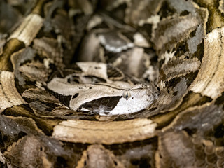 The great Gaboon viper, Bitis gabonica rhinoceros, hidden in the leaves is easily overlooked