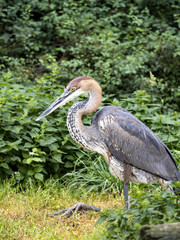 The Gray Heron, Ardea goliath, is the largest heron, living in Africa