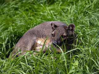 Fossa, Cryptoprocta ferox, is a very agile beast, is a top predator in Madagascar