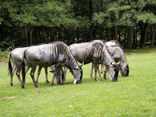 A small herd of Blue Wildebeest, Connochaetes taurinus, grazes on a green field