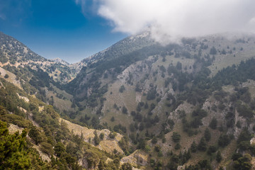 Naklejka premium Trees in foggy mountains in Crete.