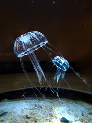 Glowy Jellyfish