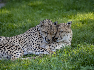 A pair of Cheetah, Acinonyx jubatus, taking care of each other's fur