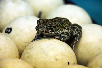 spotted green frog on  pool table with old dirty billiard balls and shabby dusty green cloth. the concept of foul play, toad of greed and meanness in the game of billiards.