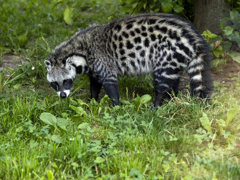 African civet, Civettictis civetta, a large African beast looking for food