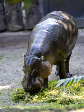 Pygmy hippopotamus, Choeropsis liberiensis, lives secretly in nature, in the picture it feeds on grass