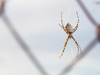 Araña negra y amarilla