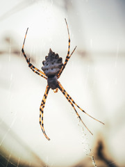 Araña negra y amarilla con telaraña