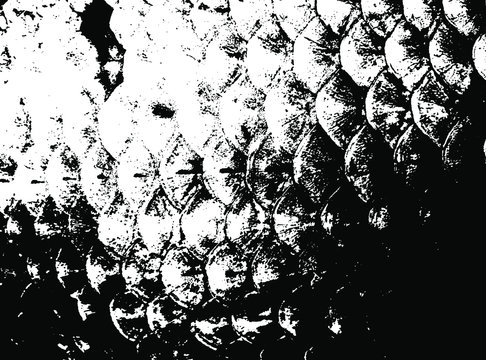 Fish Scales Photos Royalty Free Images Graphics Vectors Videos Adobe Stock