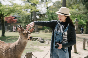 taiwanese woman is stroking gently on the head of the deer. asian tourist carrying camera is...