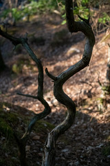 great route path 13 - Larchant - France