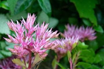 Blossom Sedum Prominent, Sedum Spectabile. Pink flowers of Sedum Spectabile