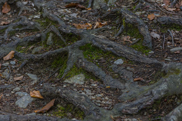 roots on a forest floor while hiking