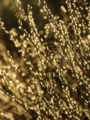 A beautiful plant in the steppe