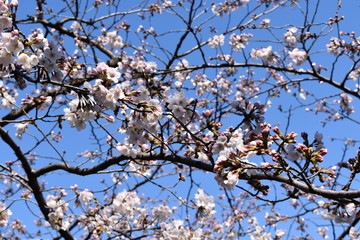日本の桜