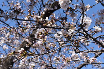 日本の桜