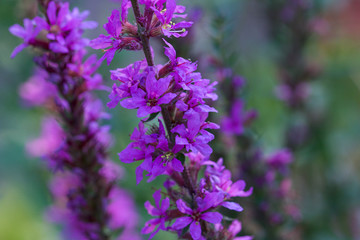 Obraz premium close up of lilac flowers