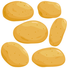 Raw potatoes on white background. Vector illustration.
