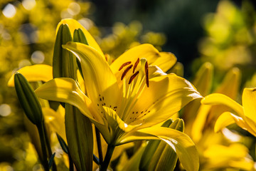 yellow lily flower among green leaves in a summer garden