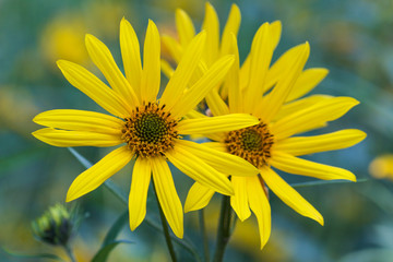 yellow flowers in the garden