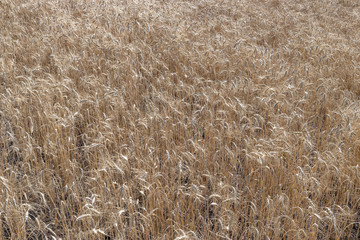 Wheat. Wheat field as a natural background.