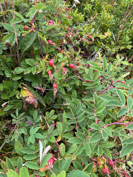 Ripening berries on dwarf rose bushes growing on the coast of the White Sea. Russia, Kola Peninsula, Tersky Coast