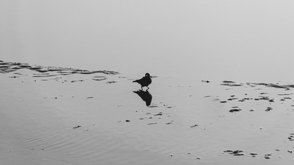 black and white silhouette of a bird over a river 