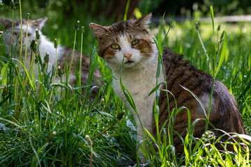 A beautiful cat among the young green grass carefully examines the surroundings. Domestic cat outdoors. Pets. Sunny day.