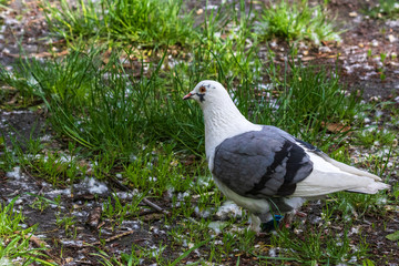 A magnificent white dove. The beauty of white doves in the park. City birds.