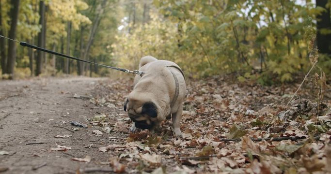 Сute pug dog in the autumn park, forest. Gnawing a stick funny. Fallen leaves. With owner on a leash. Nice walk with the dog. Slow motion