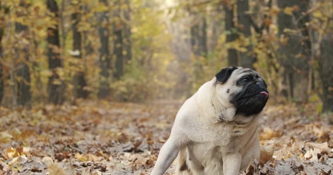 Pug dog is scratching, itching its body outdoors. Autumn season. Ticks, fleas parasites in autumn leaves, leaf piles. Pet health safety and care concept outside