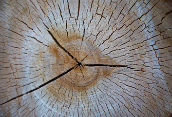 The texture of the wood. Natural birch cut. Phoro for wallpaper, backdrop, postcard.