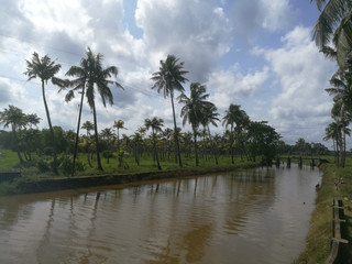 Fototapeta na wymiar Nature long lake with coconut trees at bank and floating ducks in it.