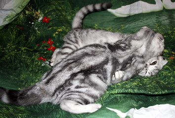 very beautiful marbled silver Scottish fold kittens playing