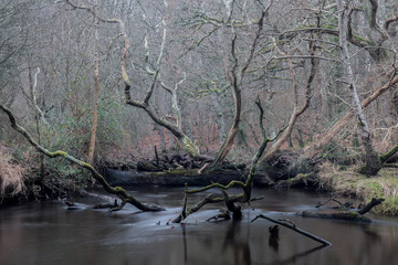 Here is a winter woodland scene where fallen trees have fallen in a storm and blocked a river. Now seen in the silent, still aftermath 
