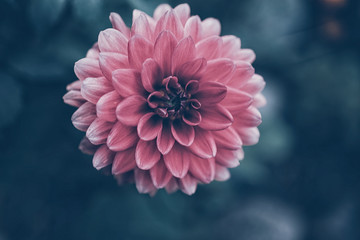  pink dahlia flower in summer garden on green background