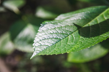 Vibrant green Hydrangea leaf vein spring morning ray of light