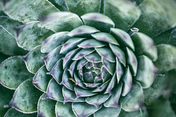 green rosette succulent plant in summer garden close-up