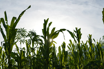 Corn field in clear day, corn tree with blue cloudy Sky at sunset.