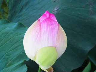 Pink lotus with green background 